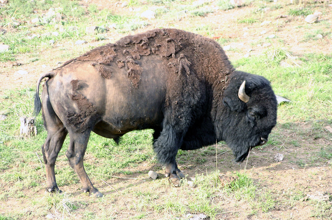 Buffalo  American bison,Bison bison