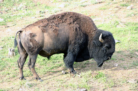 Buffalo  American bison,Bison bison
