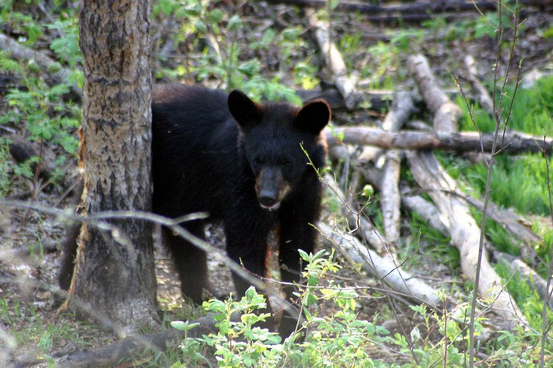 Baby Bear  American black bear,Ursus americanus
