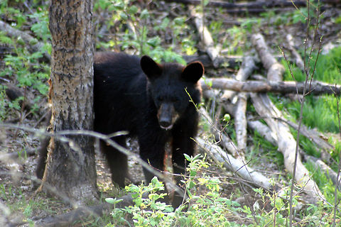 Baby Bear  American black bear,Ursus americanus