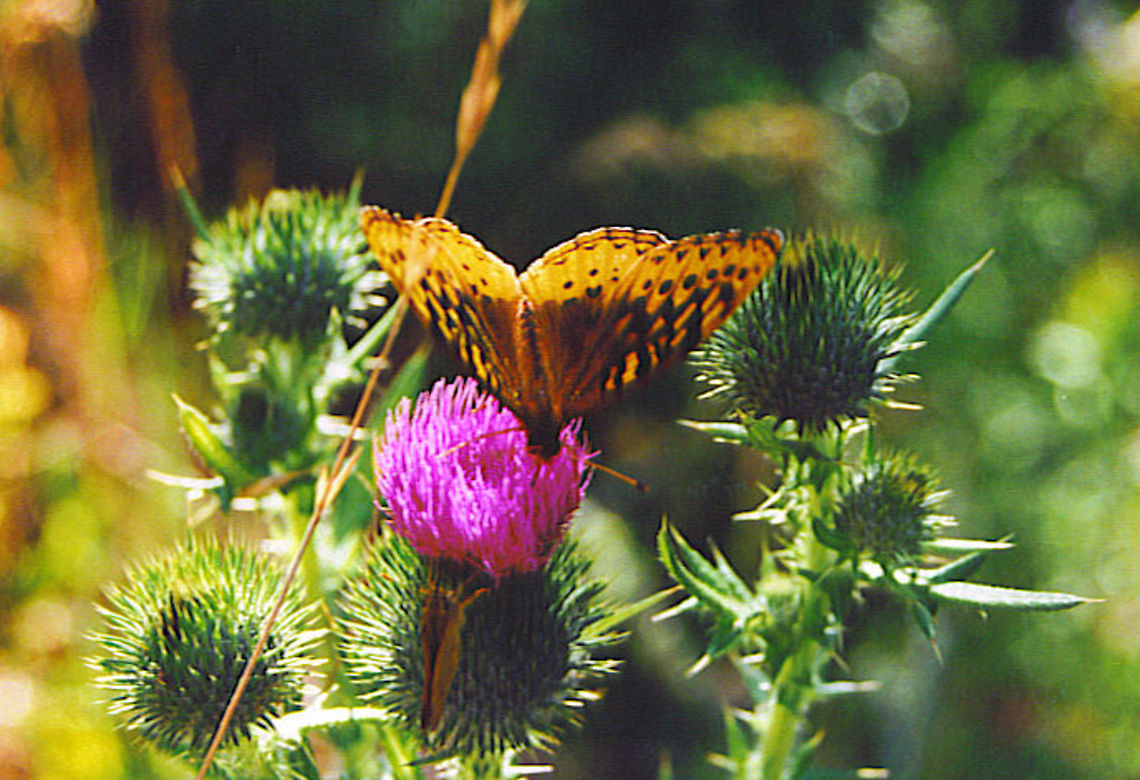Love Spring  Great Spangled Fritillary,Speyeria cybele