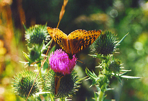 Love Spring  Great Spangled Fritillary,Speyeria cybele
