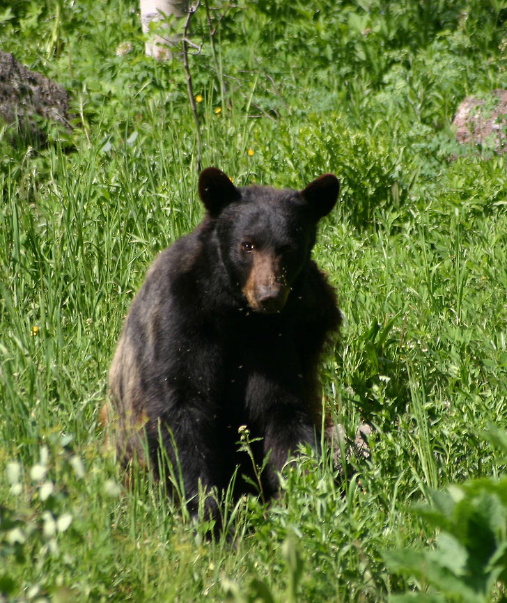 Lazy Bear  American black bear,Ursus americanus