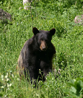 Lazy Bear  American black bear,Ursus americanus