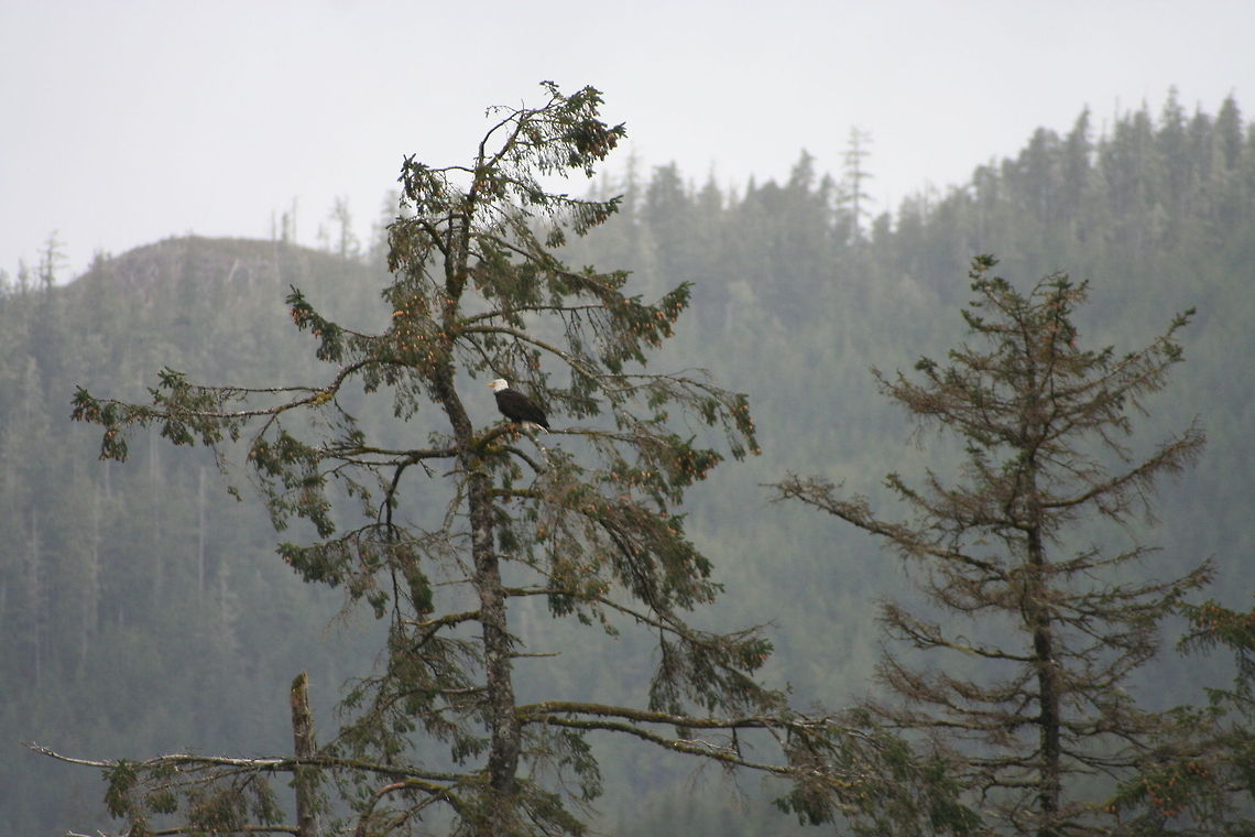 Eagle View  Bald Eagle,Canada,Geotagged,Haliaeetus leucocephalus,United States