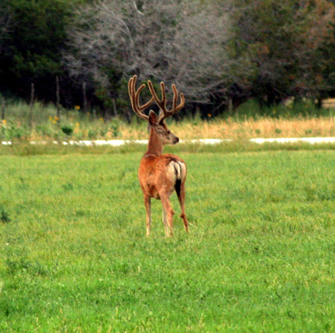 Pancho  Geotagged,Mule Deer,Odocoileus hemionus,United States