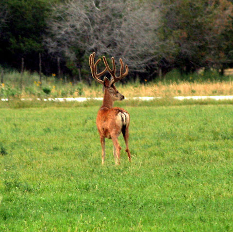 Pancho  Geotagged,Mule Deer,Odocoileus hemionus,United States