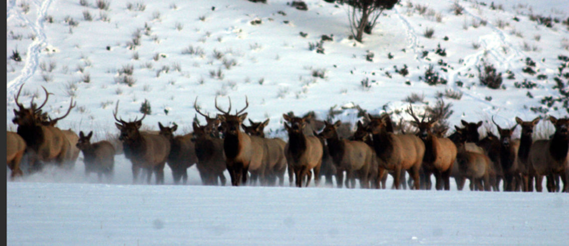 The Herd  Cervus canadensis,Elk,Geotagged,United States