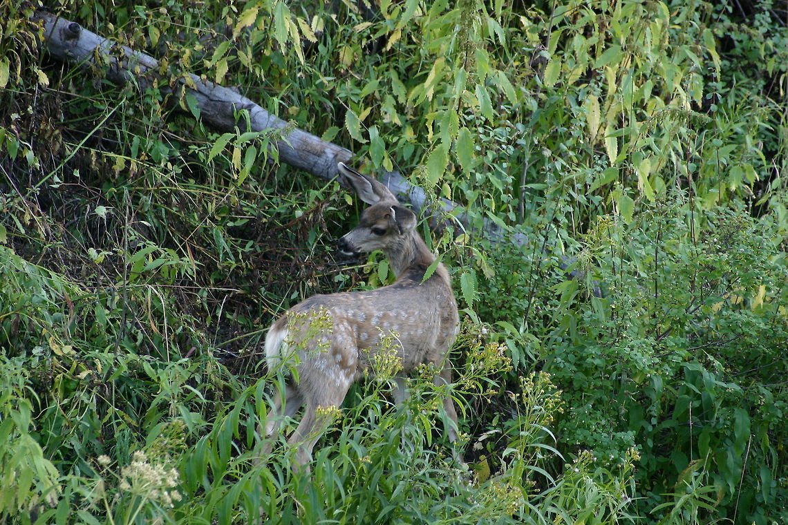 Spots  Geotagged,Mule Deer,Odocoileus hemionus,United States