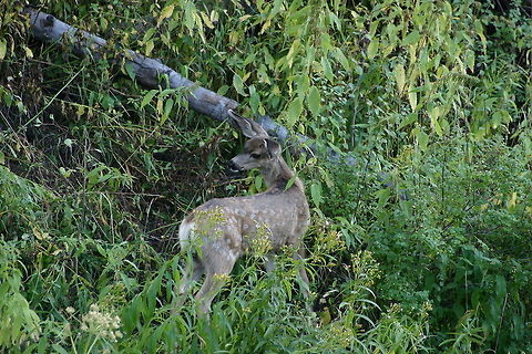 Spots  Geotagged,Mule Deer,Odocoileus hemionus,United States