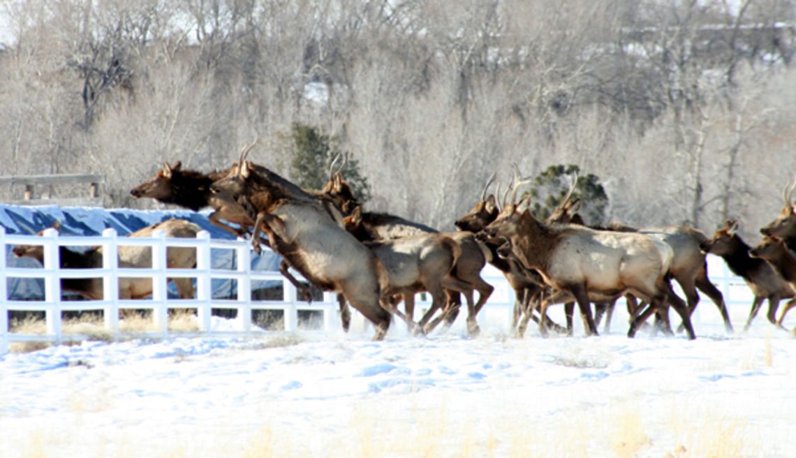Athleticism  Cervus canadensis,Elk,Geotagged,United States