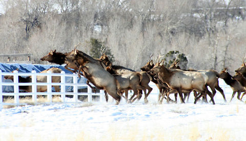 Athleticism  Cervus canadensis,Elk,Geotagged,United States
