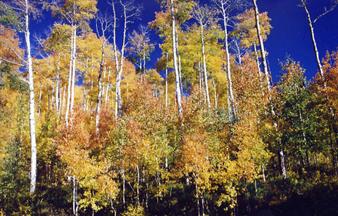 Fall Colors  Geotagged,United States