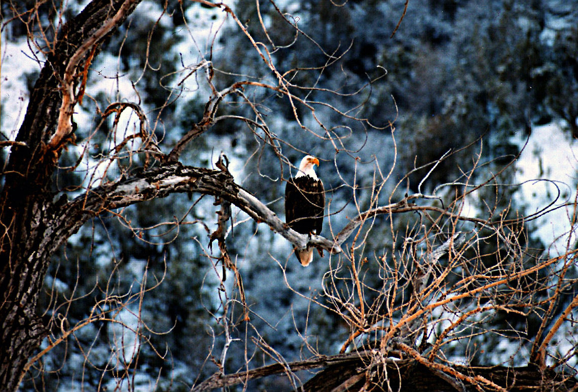 Eagle  Bald Eagle,Geotagged,Haliaeetus leucocephalus,United States