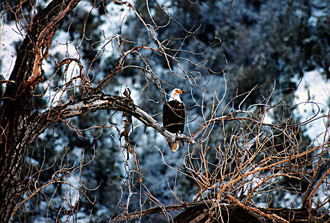 Eagle  Bald Eagle,Geotagged,Haliaeetus leucocephalus,United States