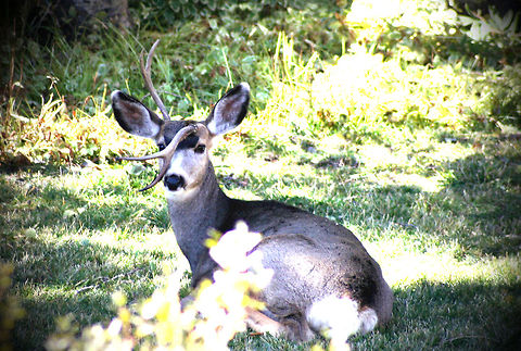 Unusual Antler  Geotagged,Mule Deer,Odocoileus hemionus,United States