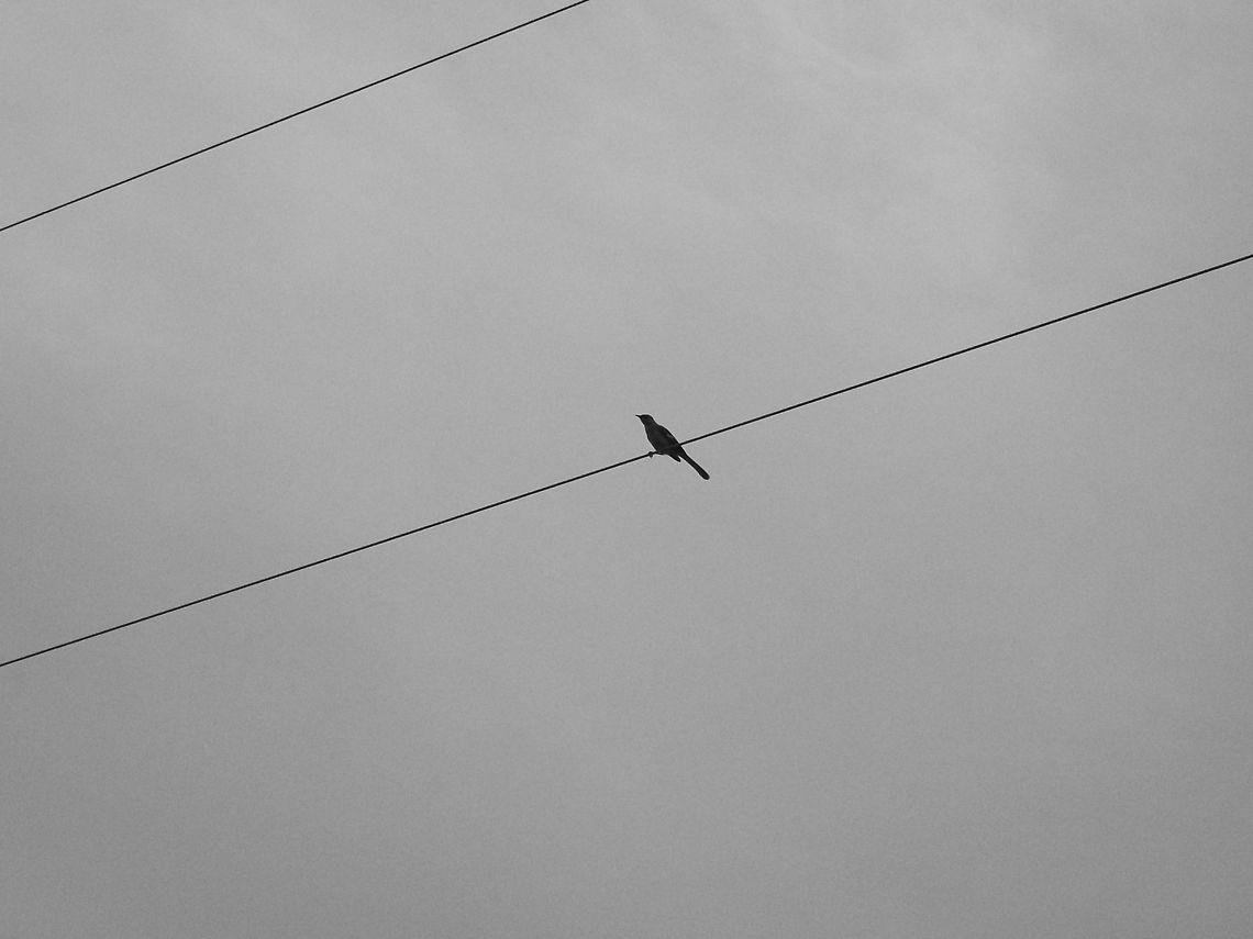 My Photos 121 Bird on a Telephone Wire Black and White