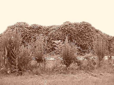 My Photos 123 My Mother's Garden in Sepia garden