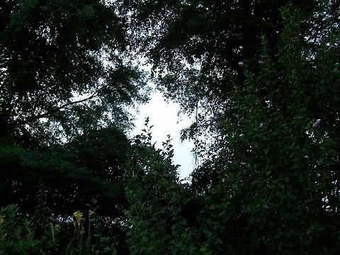 My Photos 148 A Photograph of My Mother's Garden Geotagged,United States