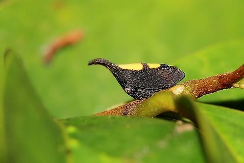 Treehopper  Animalia,Caribbean,Treehopper,Trinidad and Tobago,insect