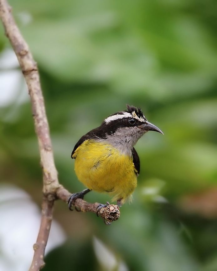 Bananaquit (Coereba flaveola ssp. luteola) A Bananaquit perched on a mango tree. The subspecies luteola is endemic to Trinidad and Tobago.<br />
To read more about this Bananaquit, click the link below:<br />
<a href="https://www.jungledragon.com/forum/27/wildlife_stories/899/the_triumph_of_the_bananaquit.html" rel="nofollow">https://www.jungledragon.com/forum/27/wildlife_stories/899/the_triumph_of_the_bananaquit.html</a> Animalia,Animals,Aves,Bananaquit,Birds,Caribbean,Coereba flaveola,Trinidad and Tobago