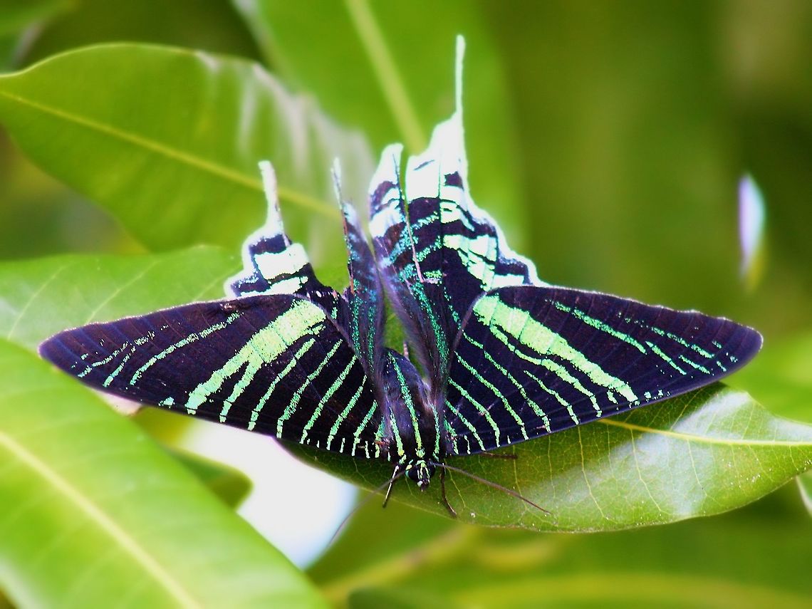 Green Banded Urania (Urania leilus) The Green Banded Urania is one of the only species of diurnal moths in Trinidad and this photo was taken during their migration to South America. Caribbean,Green Banded Urania,Green-banded urania,Moth,Trinidad and Tobago,Urania leilus