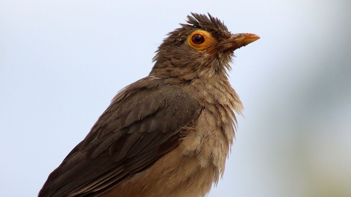 Spectacled Thrush / Bare Eyed Thrush (Turdus nudigenis) Possibly the most common bird in my country (or at least one of the most popular birds), commonly called "Big Eye Grieve" locally. Bird,Caribbean,Spectacled thrush,Trinidad and Tobago,Turdus nudigenis,animal,thrush