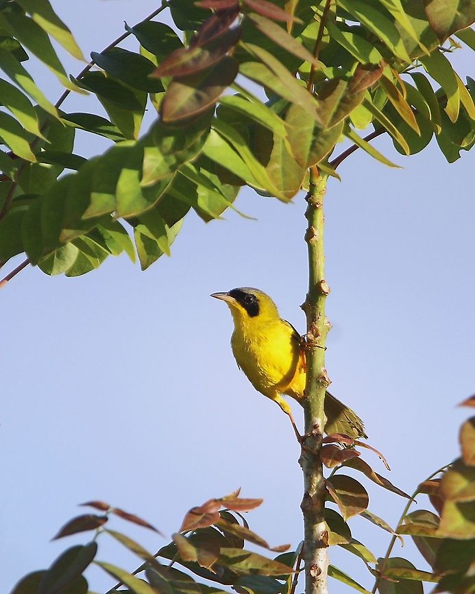 Masked Yellowthroat (Geothlypis aequinoctialis) A Masked Yellowthroat on plant in the midday sun. Animal,Animalia,Aves,Birds,Caribbean,Geothlypis aequinoctialis,Masked Yellowthroat,Trinidad and Tobago,masked yellowthroat