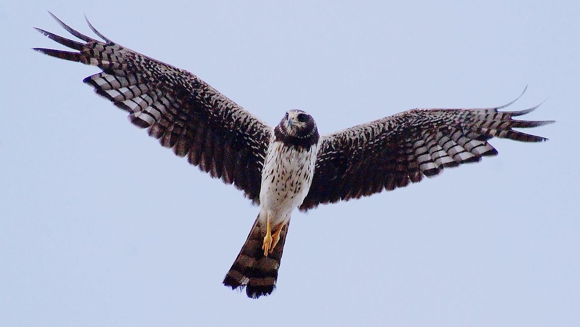 Long Winged Harrier (Circus buffoni) A Long Winged Harrier soaring, on the lookout for potential prey. Animal,Animalia,Aves,Birds,Caribbean,Circus buffoni,Long Winged Harrier,Trinidad and Tobago,long winged harrier