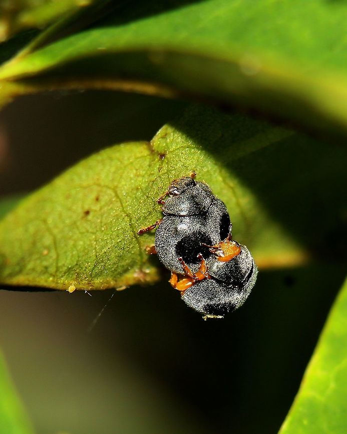 Globe Marked Lady Beetles (Azya orbigera) Saw this pair on a soursop tree some time back. Animalia,Animals,Azya orbigera,Caribbean,Globe Marked Lady Beetle,Insecta,Insects,Trinidad and Tobago,azya orbigera