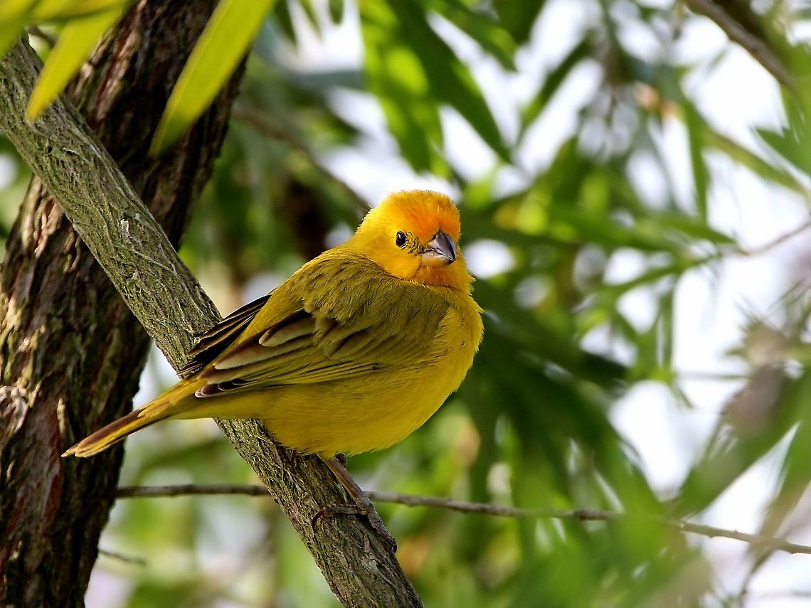 Saffron Finch (Sicalis flaveola) An adult Saffron Finch resting on a tree. Animalia,Animals,Aves,Birds,Caribbean,Saffron Finch,Sicalis flaveola,Trinidad and Tobago