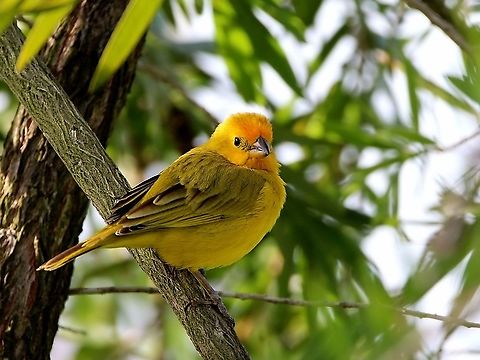 Saffron Finch