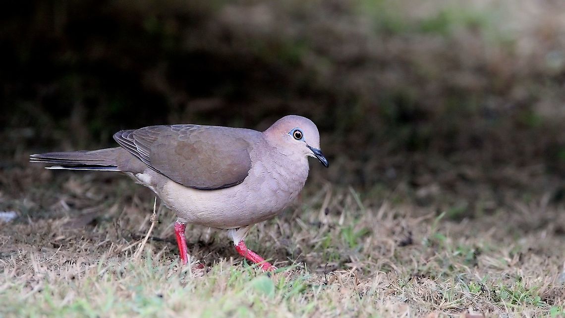 White Tipped Dove (Leptotila verreauxi) A White Tipped Dove, one of the most common species of birds here in Trinidad. Despite being a common species, they are still quite difficult to find on a regular basis, as they are cautious due to the fact that they are usually hunted by humans. Animalia,Animals,Aves,Birds,Caribbean,Leptotila verreauxi,Trinidad and Tobago,White Tipped Dove,White-tipped Dove