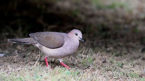 White Tipped Dove (Leptotila verreauxi) A White Tipped Dove, one of the most common species of birds here in Trinidad. Despite being a common species, they are still quite difficult to find on a regular basis, as they are cautious due to the fact that they are usually hunted by humans. Animalia,Animals,Aves,Birds,Caribbean,Leptotila verreauxi,Trinidad and Tobago,White Tipped Dove,White-tipped Dove