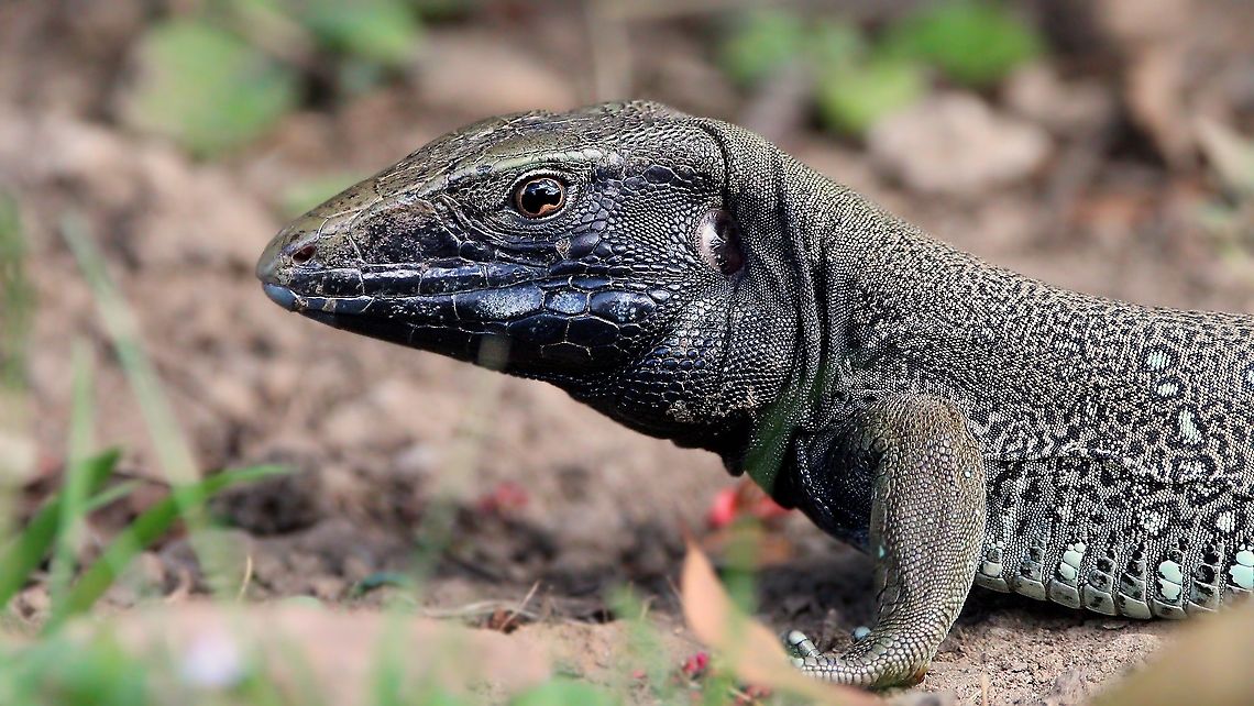 Trinidad Ameiva/Giant Ameiva (Ameiva atrigularis) A Trinidad Ameiva, also commonly called the Giant Ameiva, Jungle Runner and Zandolie (locally). This lizard was resting after foraging for food in the 32 degree Caribbean sunshine.  Ameiva ameiva,Ameiva atrigularis,Animalia,Animals,Caribbean,Giant ameiva,Reptiles,Reptilia,Trinidad Ameiva,Trinidad and Tobago
