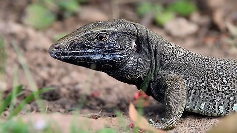 Giant ameiva