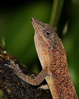 Bronze Anole (Anolis aeneus) A Bronze Anole resting on a mango tree on a rainy day. Animalia,Animals,Anolis aeneus,Bronze Anole,Caribbean,Lizard,Reptiles,Reptilia,Trinidad and Tobago