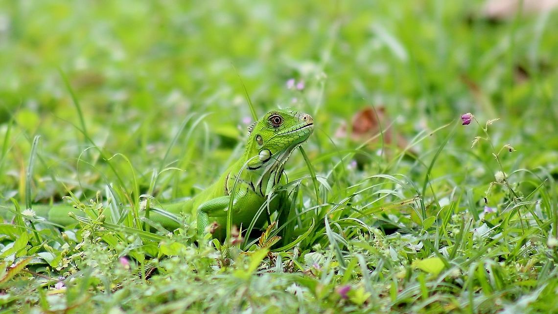 Juvenile Green Iguana (Iguana iguana) A young Green Iguana basking in the grass on somewhat of a cloudy day. Animalia,Animals,Caribbean,Green Iguana,Green iguana,Iguana,Iguana iguana,Lizard,Reptiles,Reptilia,Trinidad and Tobago