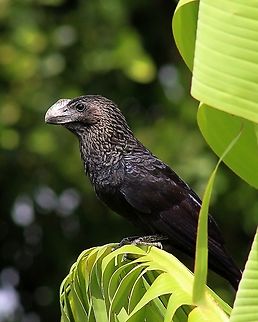 Smooth Billed Ani (Crotophaga ani) A Smooth Billed Ani, one of the most common birds here in Trinidad and Tobago, and also a member of the Cuckoo family. Animalia,Animals,Aves,Birds,Caribbean,Crotophaga ani,Smooth-billed ani,Trinidad and Tobago