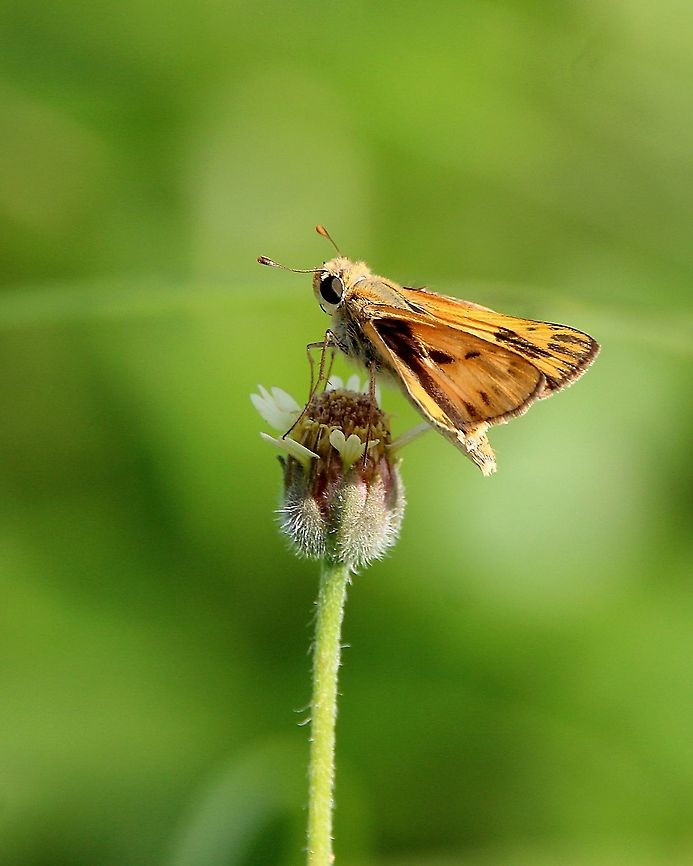 Fiery Skipper (Hylephila phyleus) A Fiery Skipper moth on a tridax daisy. Animalia,Animals,Caribbean,Fiery Skipper,Hylephila phyleus,Insecta,Insects,Moth,Trinidad and Tobago