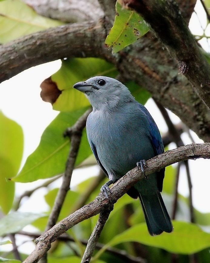 Blue Gray Tanager (Thraupis episcopus) A Blue Gray Tanager on a mango tree. Animalia,Animals,Aves,Birds,Blue-gray tanager,Caribbean,Tanager,Thraupis episcopus,Trinidad and Tobago,blue gray tanager
