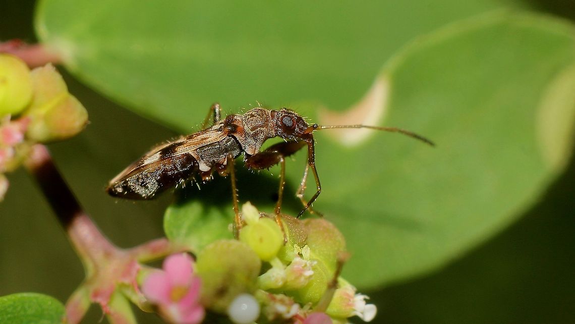Myakka Bug (Ischnodemus variegatus) A Chinch Bug on an unknown flower.   Animalia,Animals,Caribbean,Chinch Bug,Insecta,Insects,Ischnodemus,Ischnodemus variegatus,Trinidad and Tobago