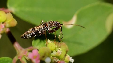 Myakka Bug (Ischnodemus variegatus) A Chinch Bug on an unknown flower.   Animalia,Animals,Caribbean,Chinch Bug,Insecta,Insects,Ischnodemus,Ischnodemus variegatus,Trinidad and Tobago
