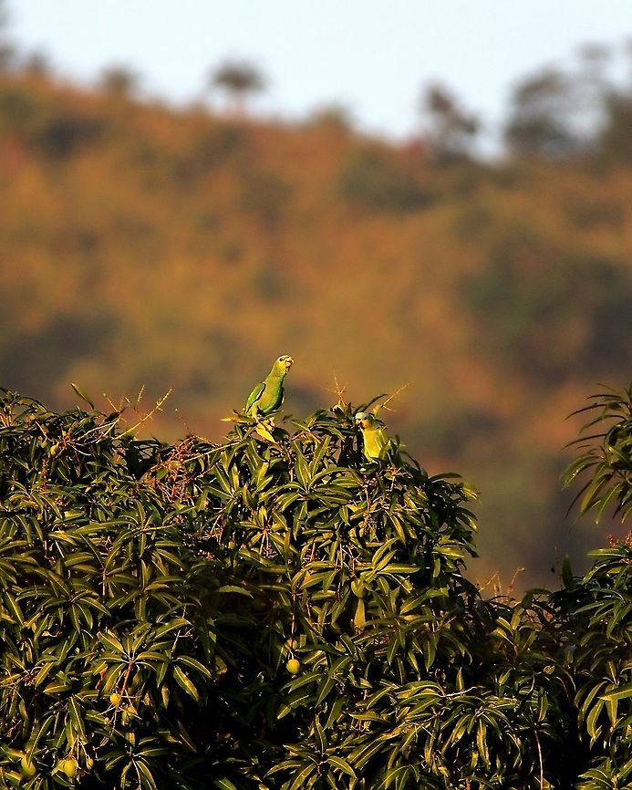 Orange Winged Parrots (Amazona amazonica) A pair of Orange Winged Parrots on a mango tree at sunset. Amazona amazonica,Animalia,Animals,Aves,Birds,Caribbean,Orange Winged Parrots,Orange-winged amazon,Trinidad and Tobago