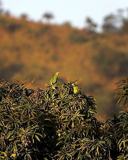 Orange Winged Parrots (Amazona amazonica) A pair of Orange Winged Parrots on a mango tree at sunset. Amazona amazonica,Animalia,Animals,Aves,Birds,Caribbean,Orange Winged Parrots,Orange-winged amazon,Trinidad and Tobago