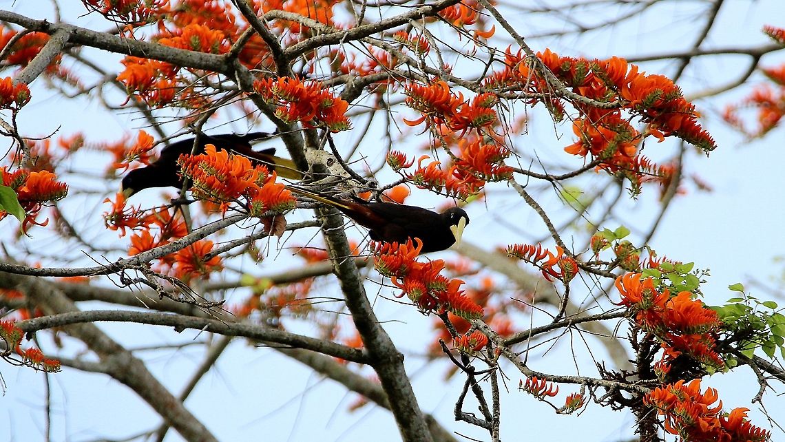 Crested Oropendolas (Psarocolius decumanus) A pair of Crested Oropendolas in an Immortelle Tree. Please forgive the image quality and size of the birds in the frame as this was taken at a really long distance from where I was. Animalia,Animals,Aves,Birds,Caribbean,Crested oropendola,Psarocolius decumanus,Trinidad and Tobago,crested oropendola