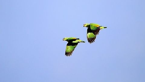 Orange Winged Parrots (Amazona amazonica) Yet another shot of a pair of Orange Winged Parrots, photographed in the harshest sunlight possible. Amazona amazonica,Animalia,Animals,Aves,Birds,Caribbean,Orange Winged Parrots,Orange-winged amazon,Trinidad and Tobago
