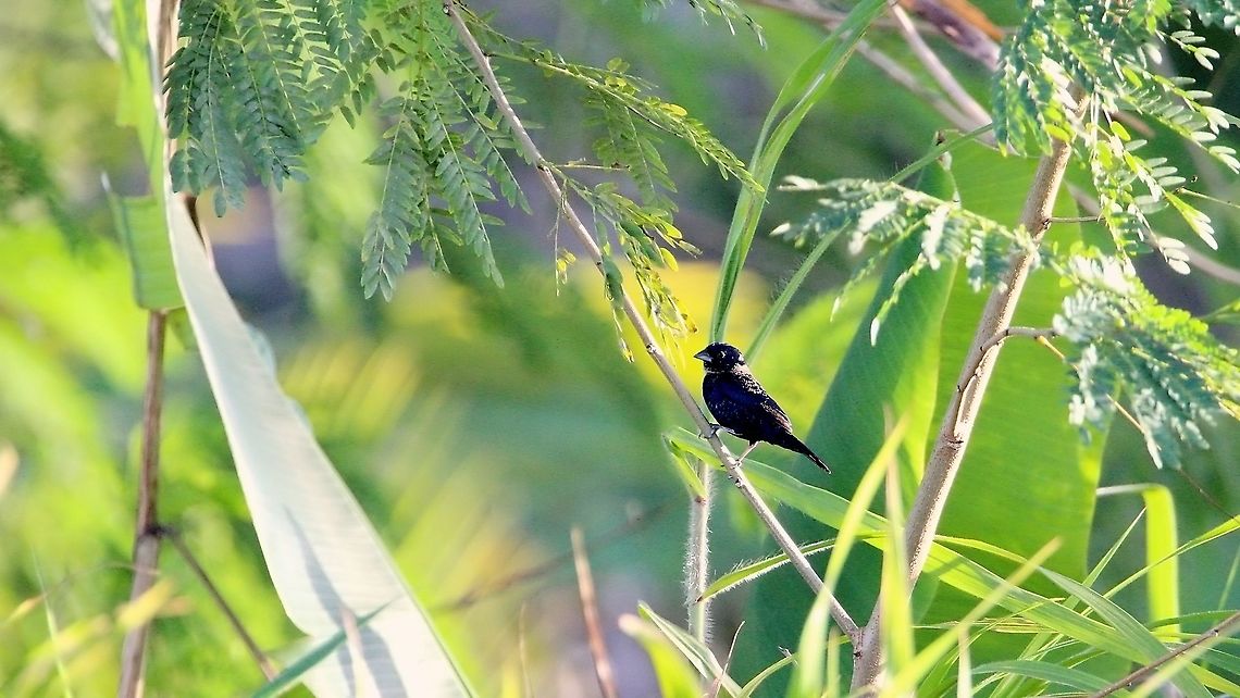 Blue Black Grassquit (Volatinia jacarina) A Blue Black Grassquit on some bushes. Animalia,Animals,Aves,Birds,Blue black grassquit,Caribbean,Trinidad and Tobago,Volatinia jacarina