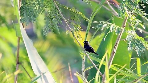 Blue Black Grassquit (Volatinia jacarina) A Blue Black Grassquit on some bushes. Animalia,Animals,Aves,Birds,Blue black grassquit,Caribbean,Trinidad and Tobago,Volatinia jacarina