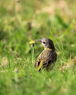 Saffron Finch (Sicalis flaveola) A juvenile Saffron Finch in the grass.  Animalia,Animals,Aves,Birds,Caribbean,Saffron Finch,Sicalis flaveola,Trinidad and Tobago